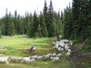 Alpine Sheep Tour