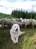 Alpine Sheep Tour