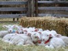 Lambing Tour
