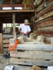 Shearing Tours