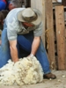 Shearing Tours