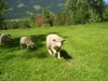 General Ranch Tour