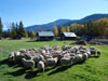 General Ranch Tour