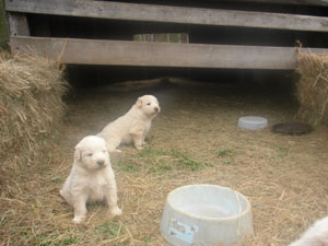Akbash Maremma cross puppies