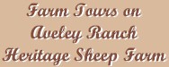 Farm Tours on Aveley Ranch Heritage Sheep Farm